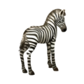 compagnon-zebre.png