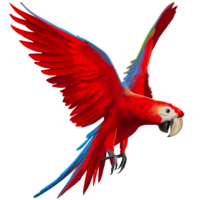 Macaw