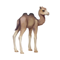 Camel