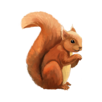 Squirrel