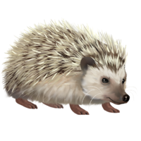 Hedgehog