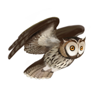 Owl