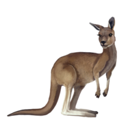 Kangaroo