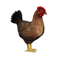 Hen